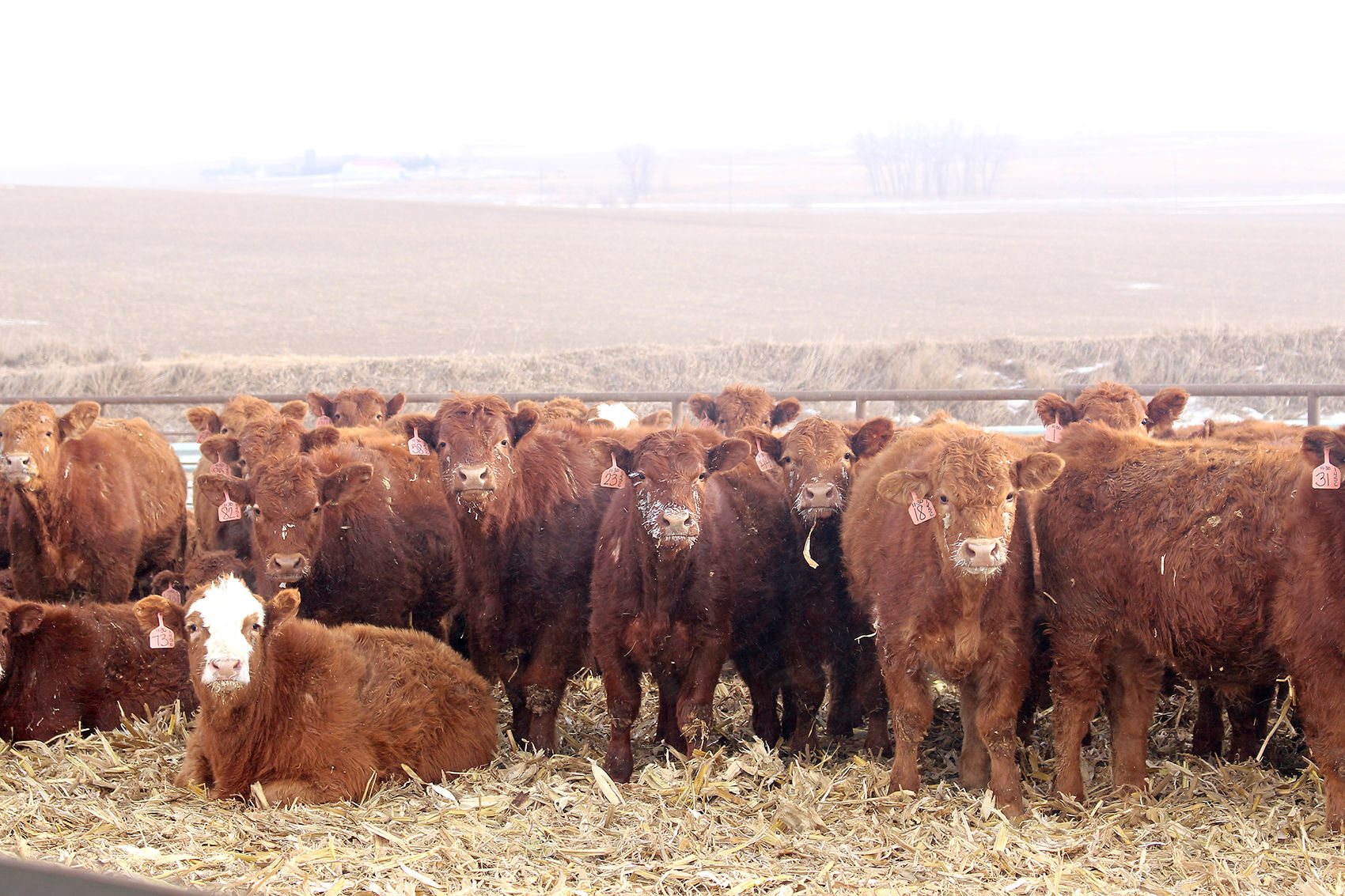 Dekkers cattle face cold weather